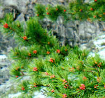 Siberian Cedar Branches