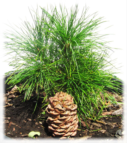 how to grow cedar. planting cedar