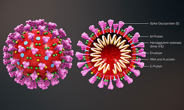 coronavirus covid-19