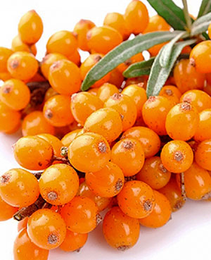 sea buckthorn berries