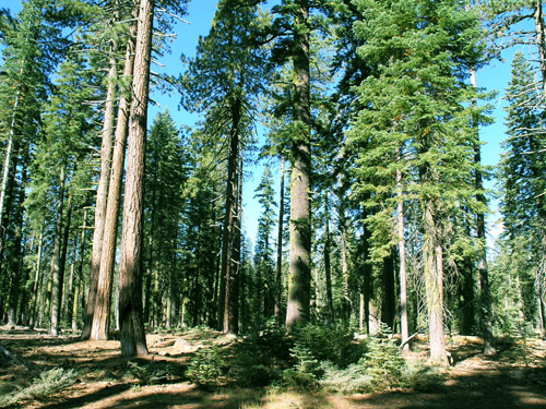 Siberian Cedar Forest