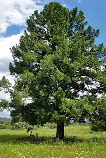 Siberian Cedar. Pinus Sibirica