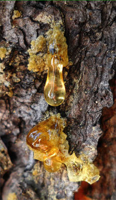 Siberian Cedar Resin