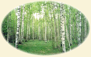 Birch