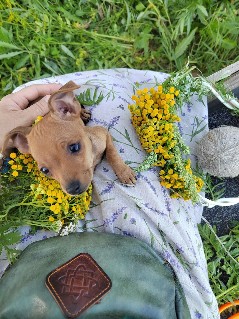 House under the stars: the kin’s domain of the Rozov family