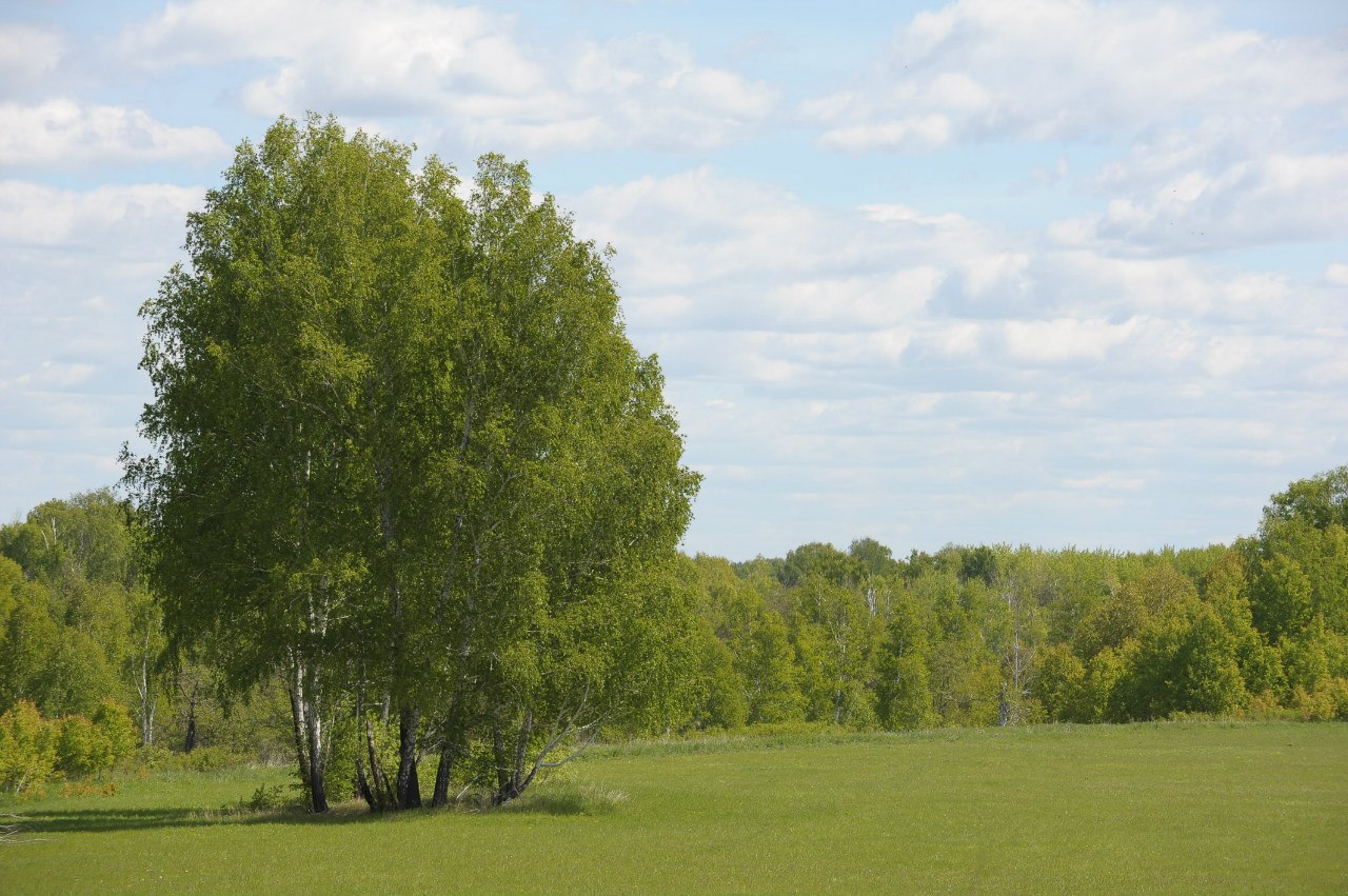 My journey to the kin’s domain