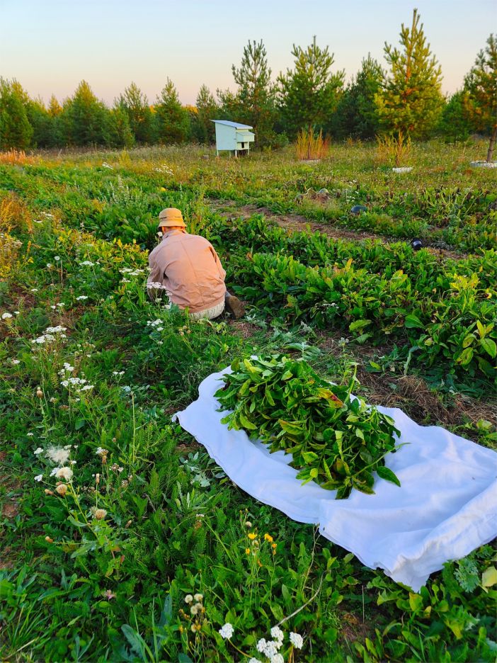 Personal experience of moving to the countryside