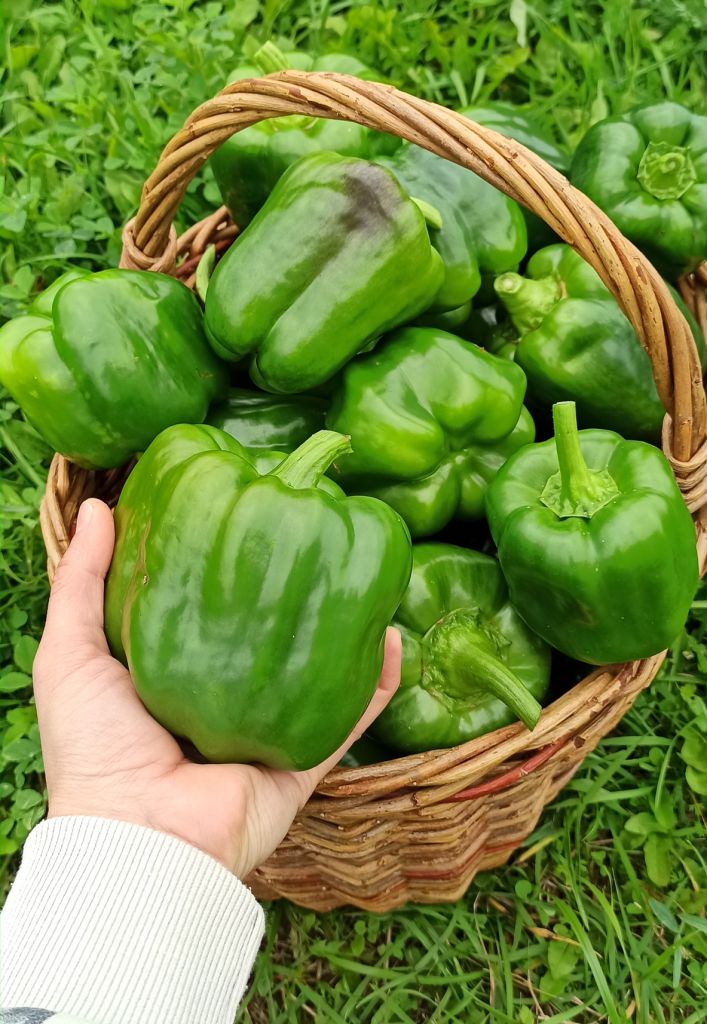 Personal experience of moving to the countryside