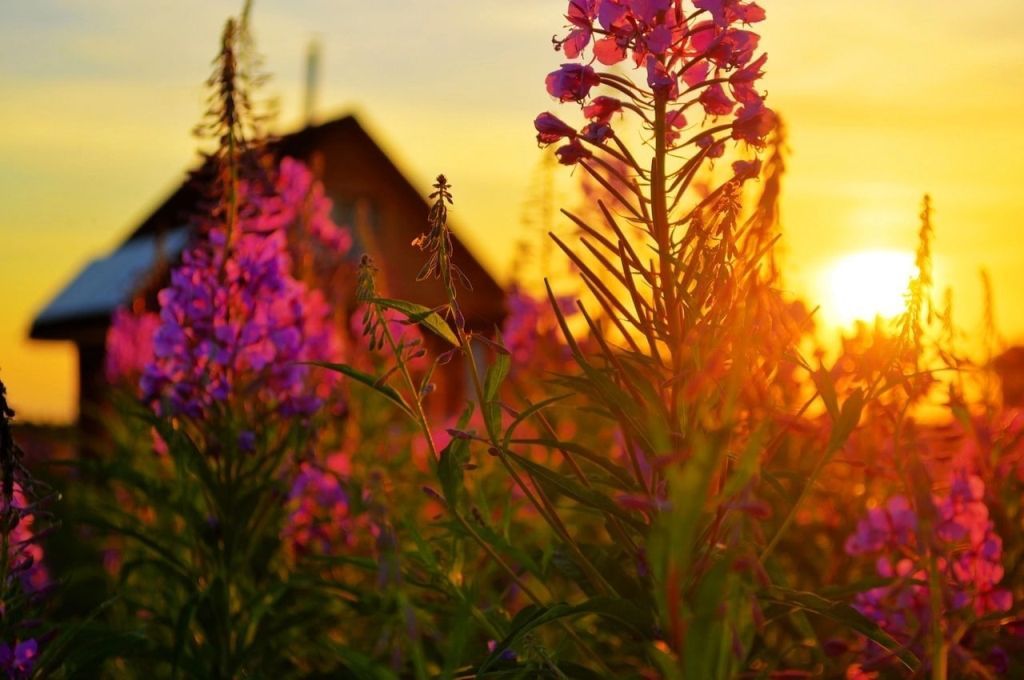 The kin's domain of the Grishin family