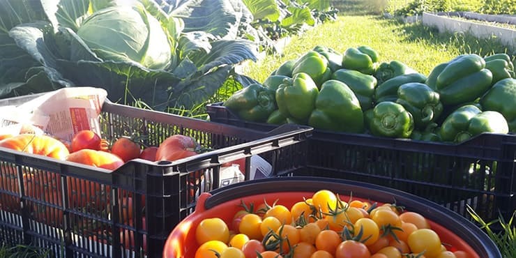 Harvest Festival in the kin’s settlement Lesnaya Polyana
