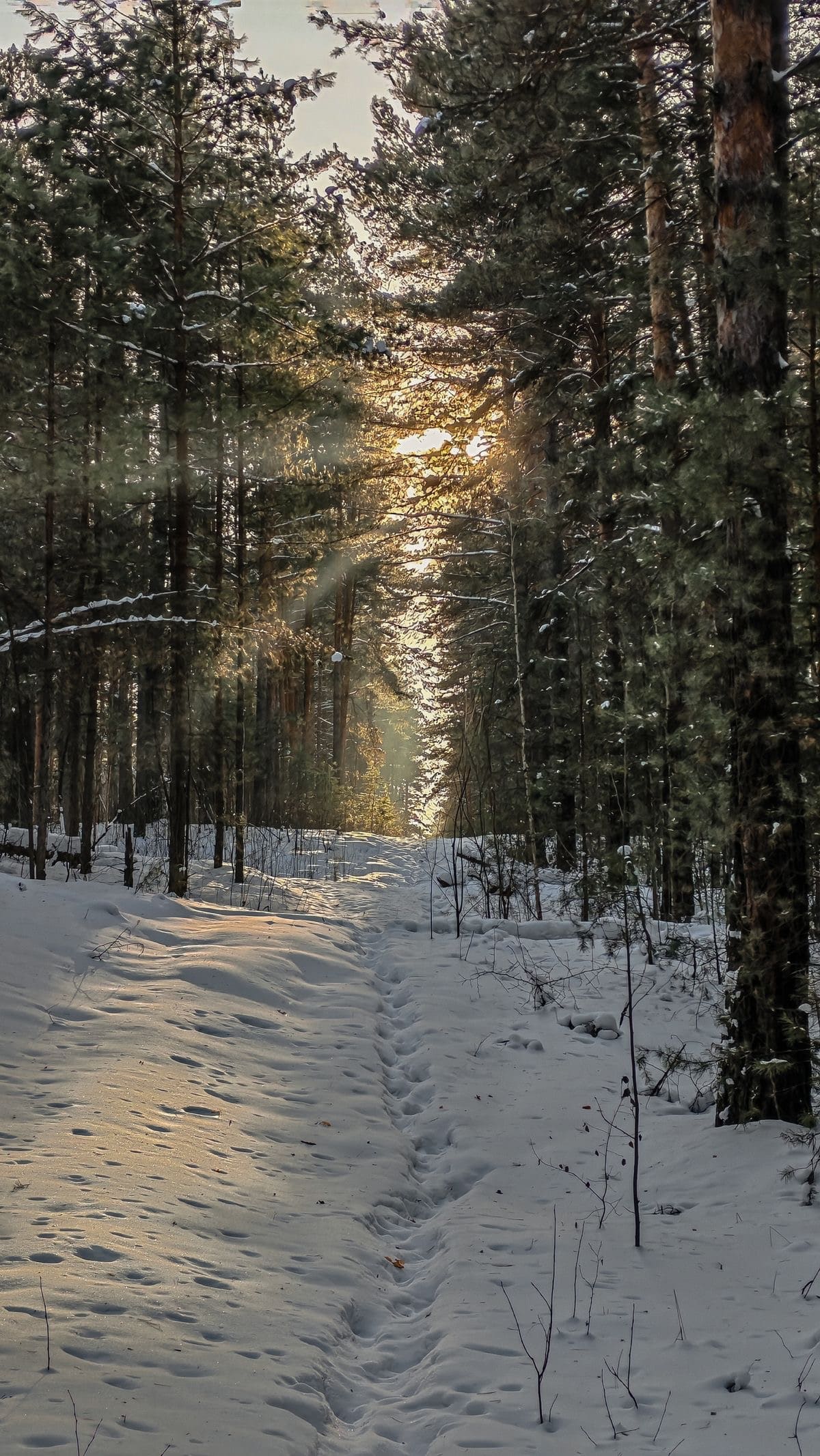 The kin's settlement Kovcheg: what’s new?