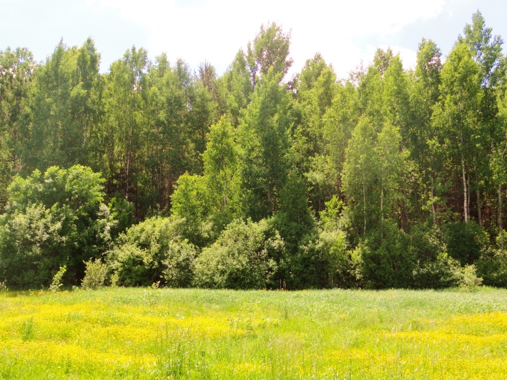 Sculptor with a trimmer: how internal image changes grass cutting and relationship with the land