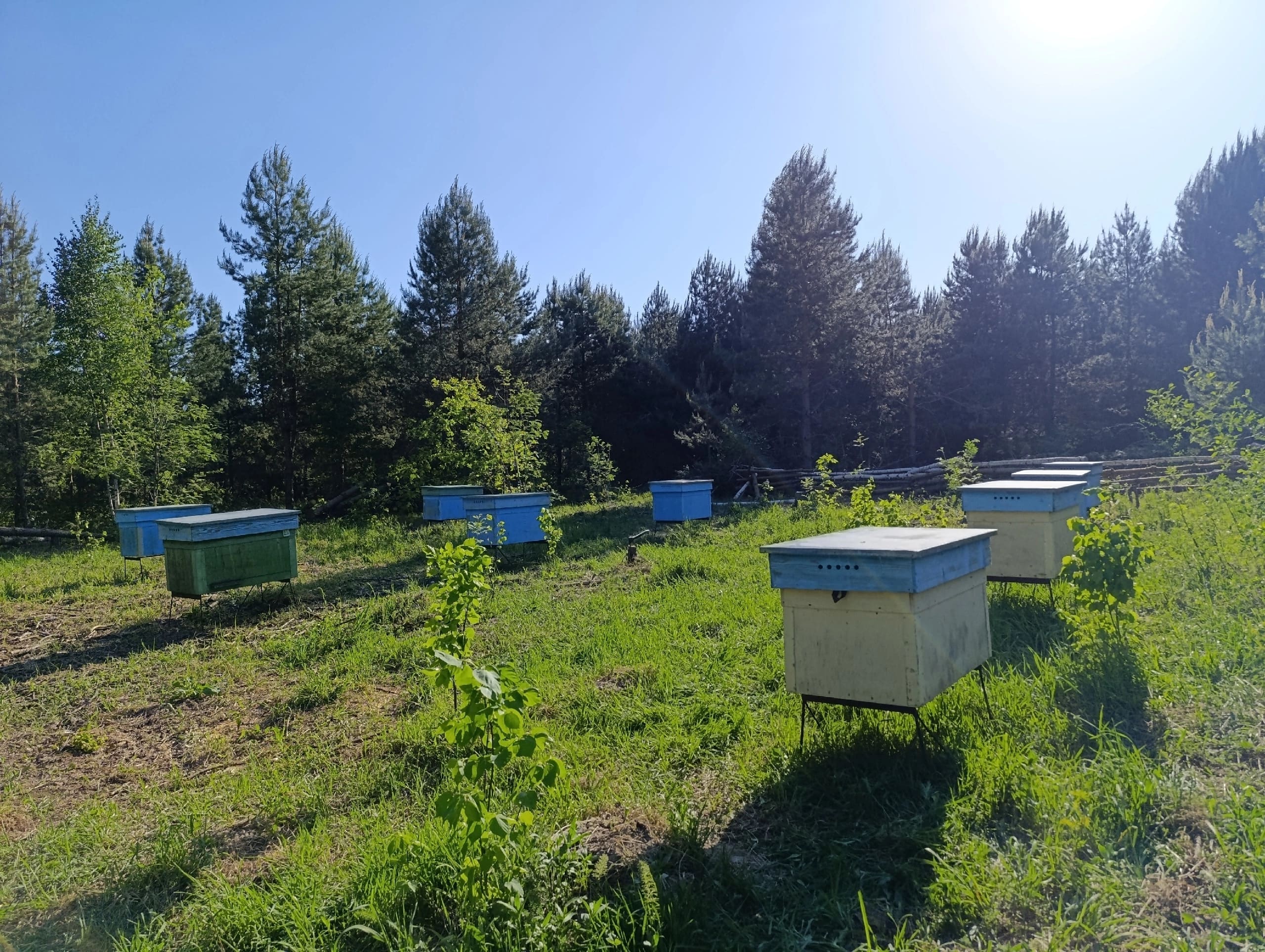 Summer news from Lesnaya Polyana 2026