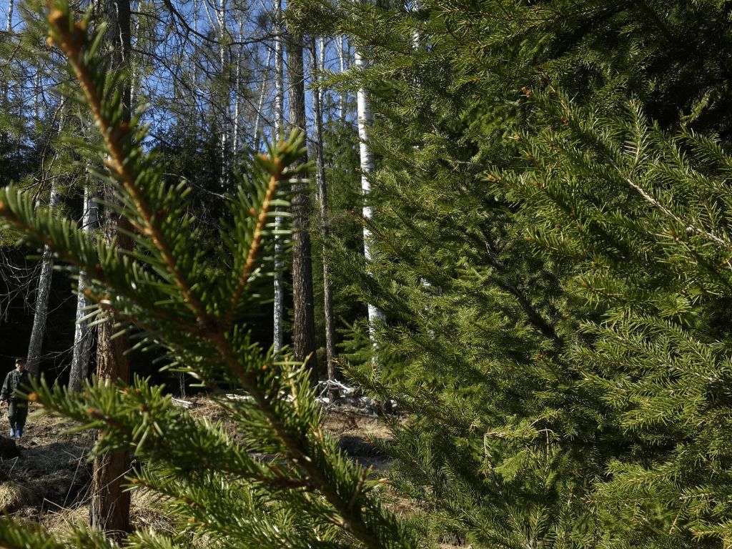 The kin's settlement Belogury