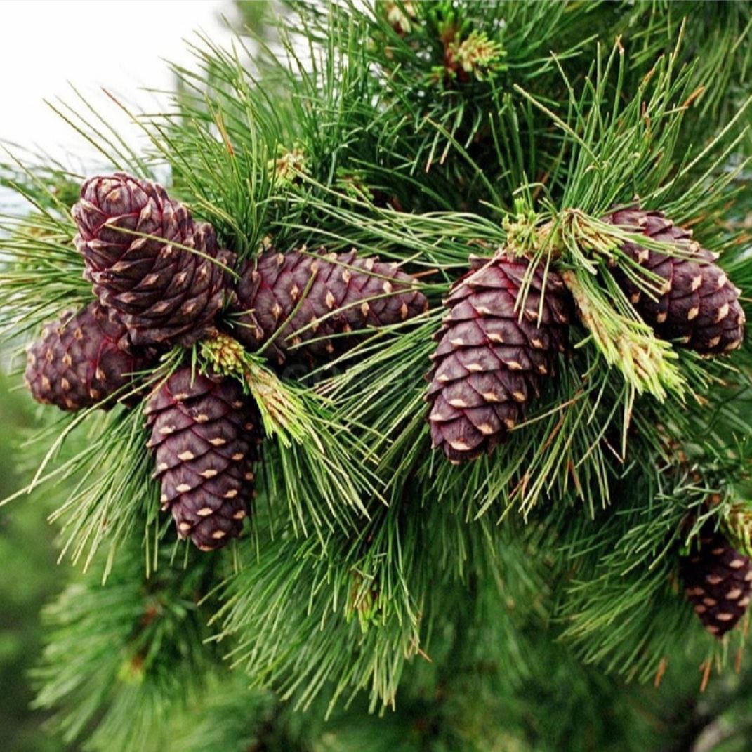 The kin's settlement Oberezhnoe: what's new?