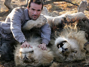 Kevin rolls around with Tau and Napoleon, two adult brother lions