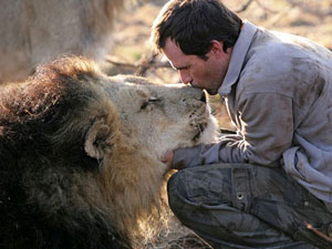 This adult male is comfortable enough with animal behaviourist Kevin Richardson to permit a gentle kiss