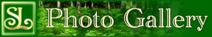 Visit our Gallery