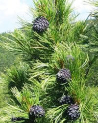 Essential Oils of the Siberian Cedar