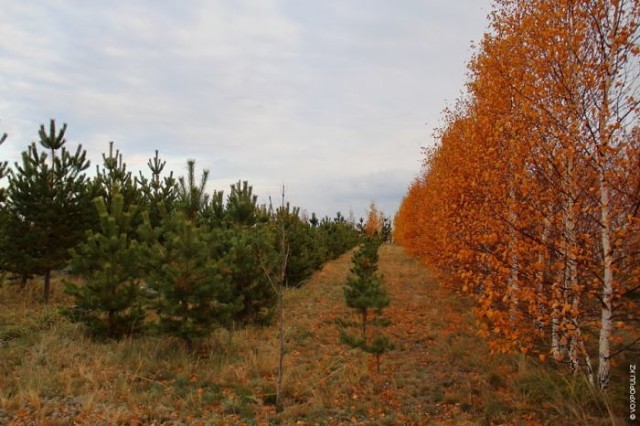 ringing cedars. kin's settlement